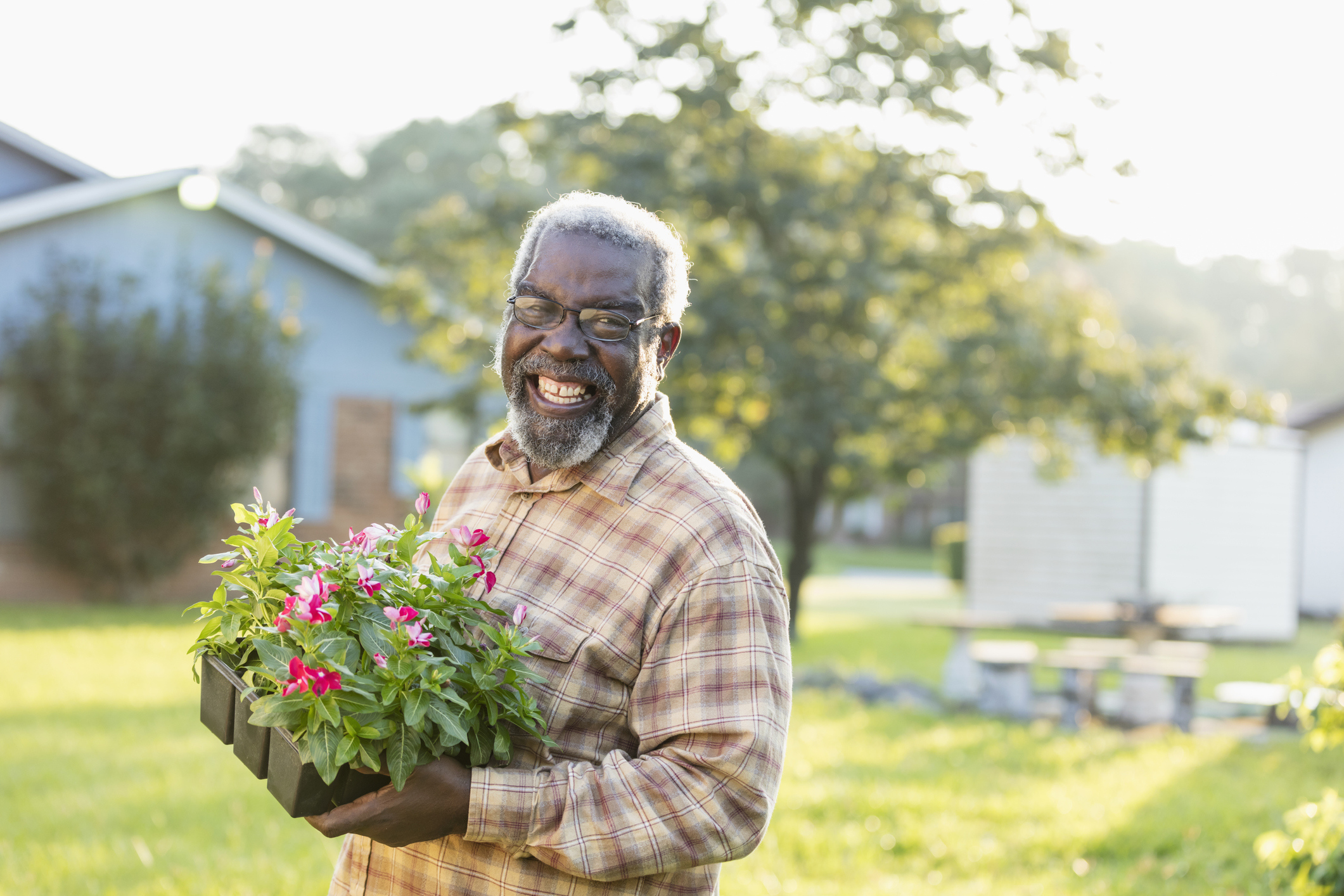 A senior African-American man in his 70s gardening in his yard. He is carry a tray of flowering plants ready to be planted in the garden.